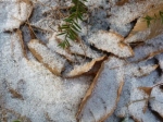 Snow sparkling on forest floor
