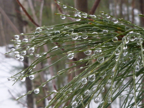 droplets on pine tree