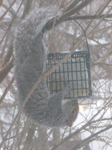 hungry squirrel eating suet our of the bird feeder