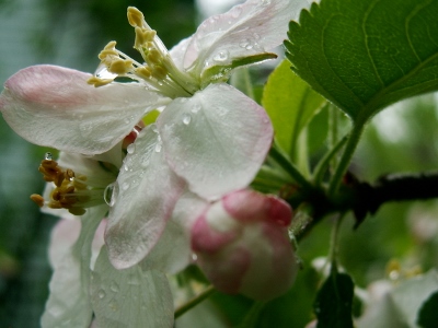 Can you smell how sweet scent of  apple blossoms after the rain?
