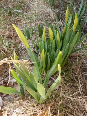 Look what I found!  The first daffodils along the foundation.   I wonder how many days before the first bud pops open?