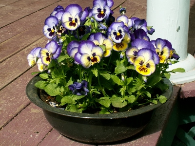 I usually pot up some pansies the first weekend in April.  What color should I plant this year?