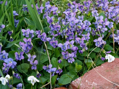 Tiny violet seeds propel themselves across the soil and provide a warm sea of purple in the spring.