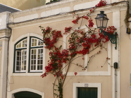 Flowering vine climbs a building in the Barrio Alto neighborhood (Lisbon)