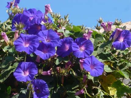 morning glories at the "eco-apartment" Monte da cunco in Carrapateira