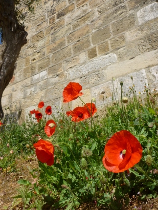 Poppies in front of Castelo de S Jorge (Lisbon)