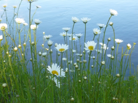 Daisies by river