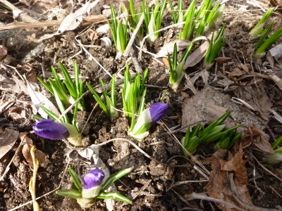 These are last years first crocus buds.  I'm looking forward to seeing this years any day now!