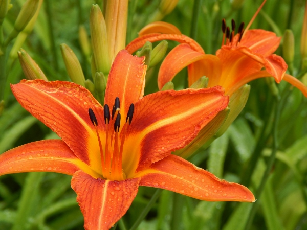 orange day lily (4) (600x450)