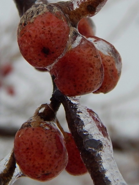 winterberry