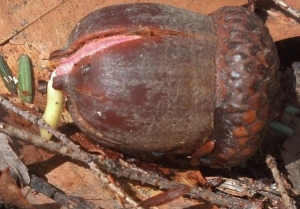 acorn (600x419)
