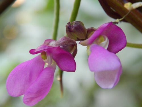 lovely purple trionfo violetto bean blossoms