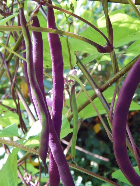 violetto beans - lovely!