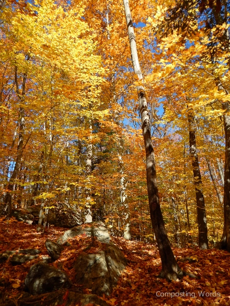 golden leaves on the trees and a carpet of color on the earth